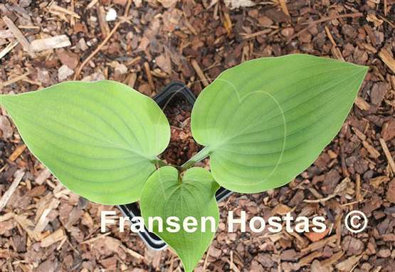 Hosta Chocolate Mint